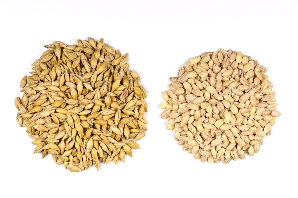 Barley seeds